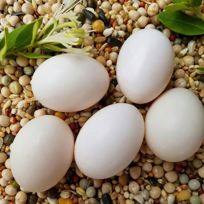 沂鲜新鲜鸽子蛋正宗五谷杂粮散养信鸽蛋30枚孕妇宝宝农家初生蛋礼盒装 鸽子蛋30枚