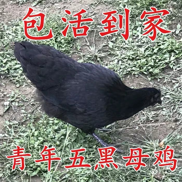 3-1.6斤青年五黑母鸡3只