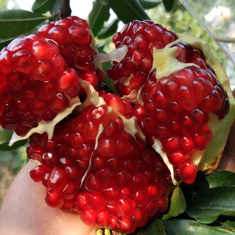 【千园九味】陕西临潼石榴新鲜水果西安特产应季时令大红甜石榴非软籽