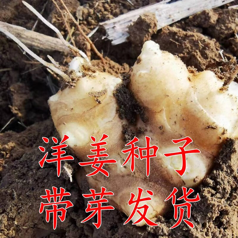 现挖现发新鲜洋姜苗胰岛果苗包活鬼子姜甜阳姜菊芋姜不辣带芽发货