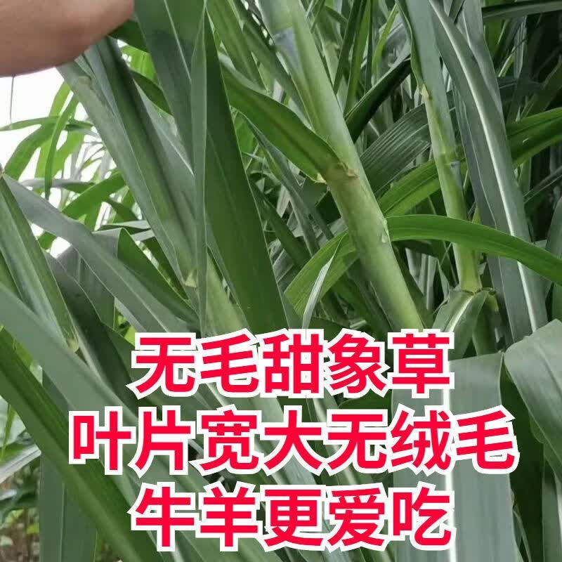 青上青新型皇竹草种节巴西红象草种子无毛甜象草四季多年生耐寒牧草