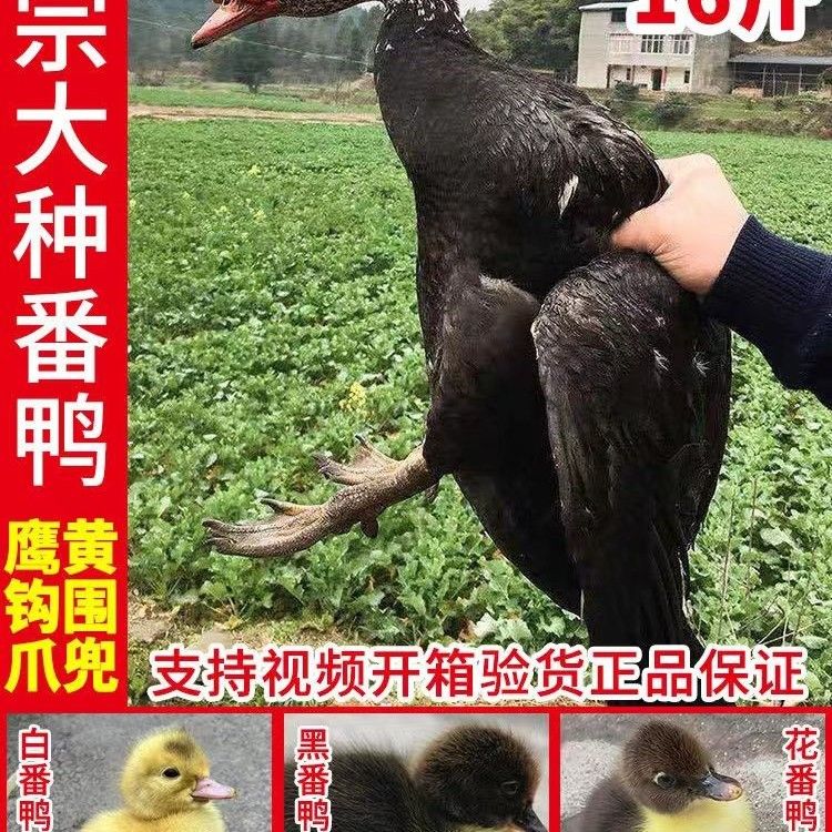 穗桓纯种黑番鸭苗正宗大种黑番鸭藤子鸭洋鸭火鸭红嘴鸭大种麻鸭小鸭苗