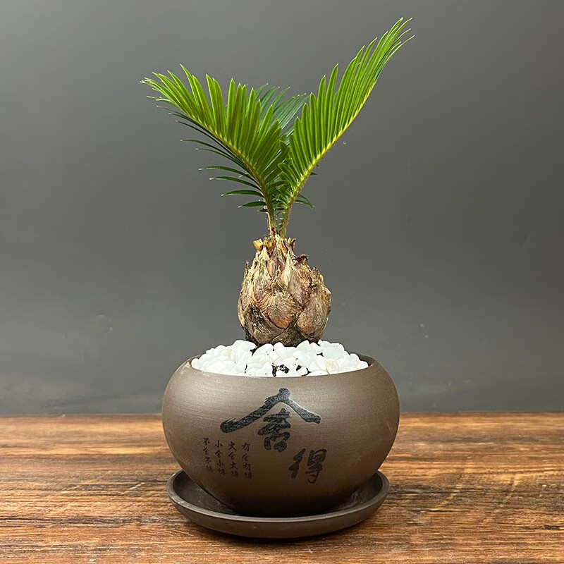 诗甲铁树苏铁树绿植盆栽小盆景室内好养植物招财花卉节日送礼 小苏