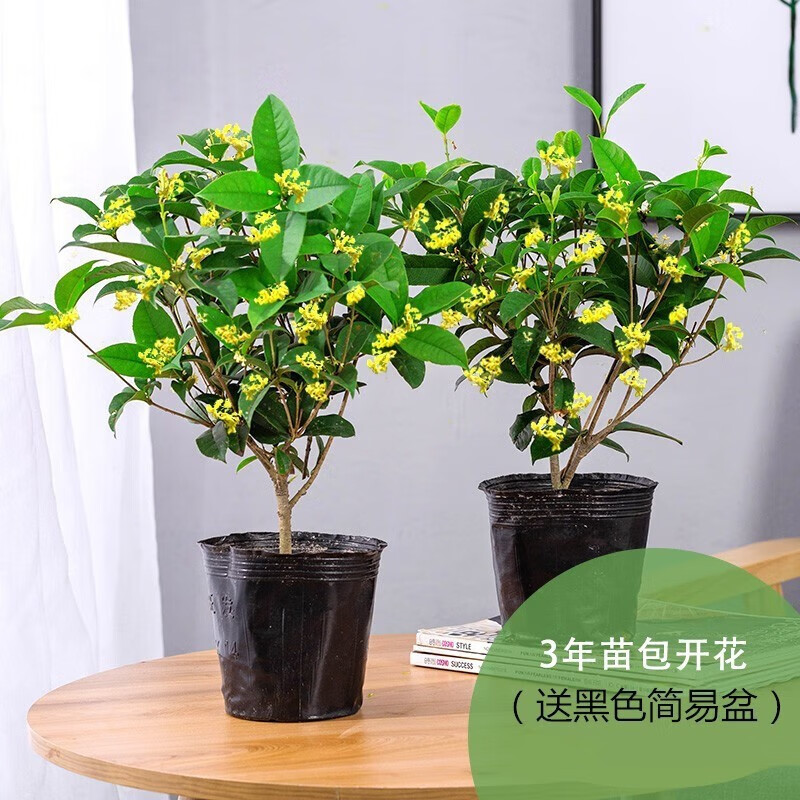 鲜木上桂花树苗盆栽金桂四季桂开花不断室内外阳台庭院浓香型花卉绿植 两颗（3年苗）四季桂花