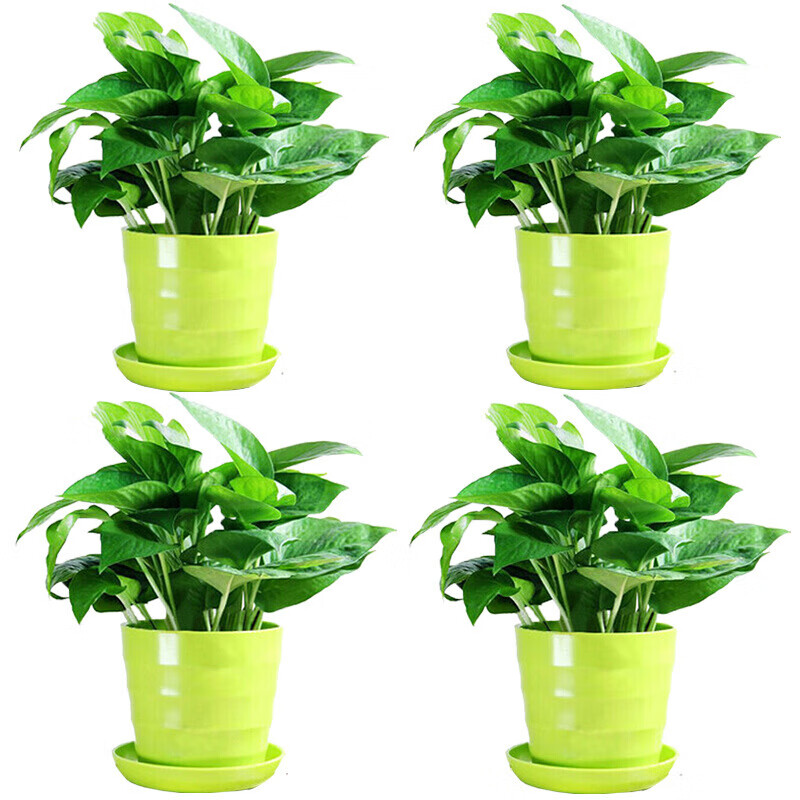 绿萝盆栽植物花卉水培吊兰观花绿植室内大叶长藤清新空气大绿箩 4盆