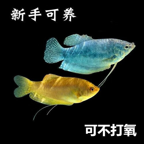 泽驭名宠曼龙鱼万龙鱼吃蛋白虫蓝曼龙黄曼龙鱼淡水热
