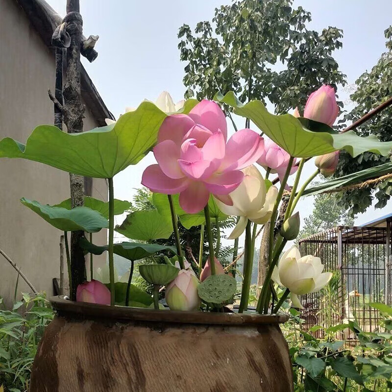 鑫意荷花種苗荷花盆栽碗蓮種藕碗蓮種子藕苗蓮花種苗觀賞荷花種藕苗 隨機(jī)混色碗蓮種藕2個(gè) +肥料4包