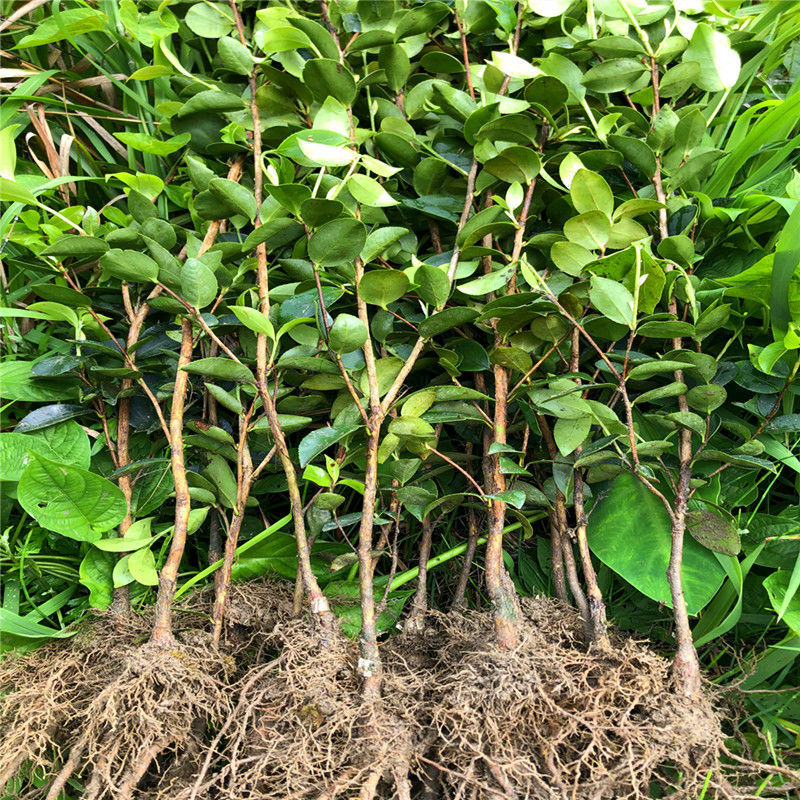 江影清长林高产嫁接油茶树苗批发山茶苗茶子树苗带土杯杂交良种大果