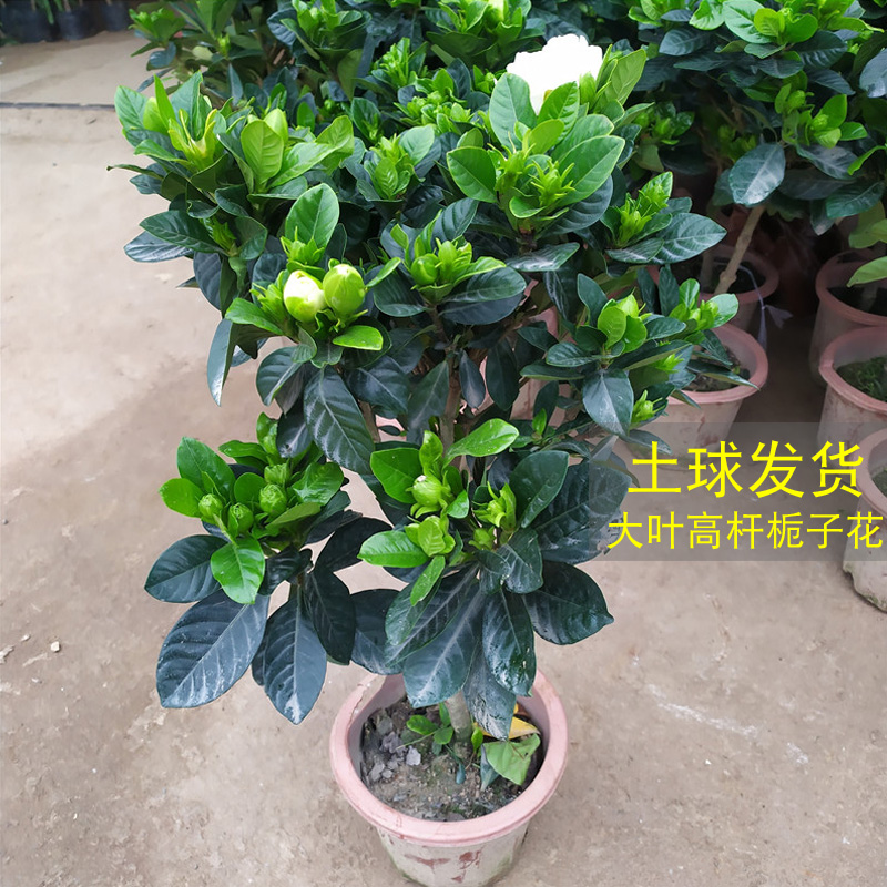 栀子花盆栽花卉植物带花苞浓香型阳台室内绿植牡丹栀子树四季老桩