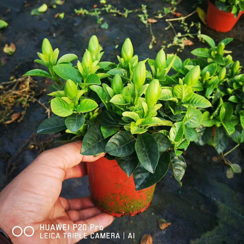 栀子花盆栽花卉室内绿植水培观花植物 小盆栀子花+简易盆栽好【送说明书】