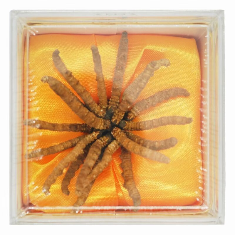 天宝 冬虫夏草  重庆上药 5克/盒(3800条/千克) 补肾益肺 止血化痰