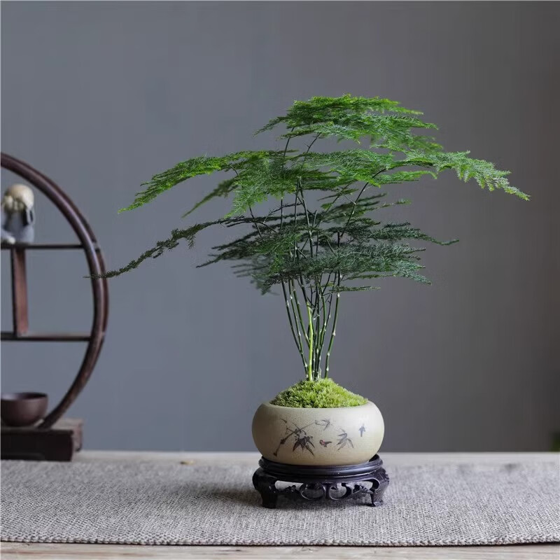 八芽文竹苔藓白发藓绿植室内茶几桌面陶瓷盆栽办公室摆件盆景净化空气 禅意盆文竹-含密胺托 带盆栽好