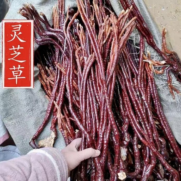 北京同仁堂原材料中药材:长白山特产:整枝灵芝草100g克:又名鹿角 灵芝