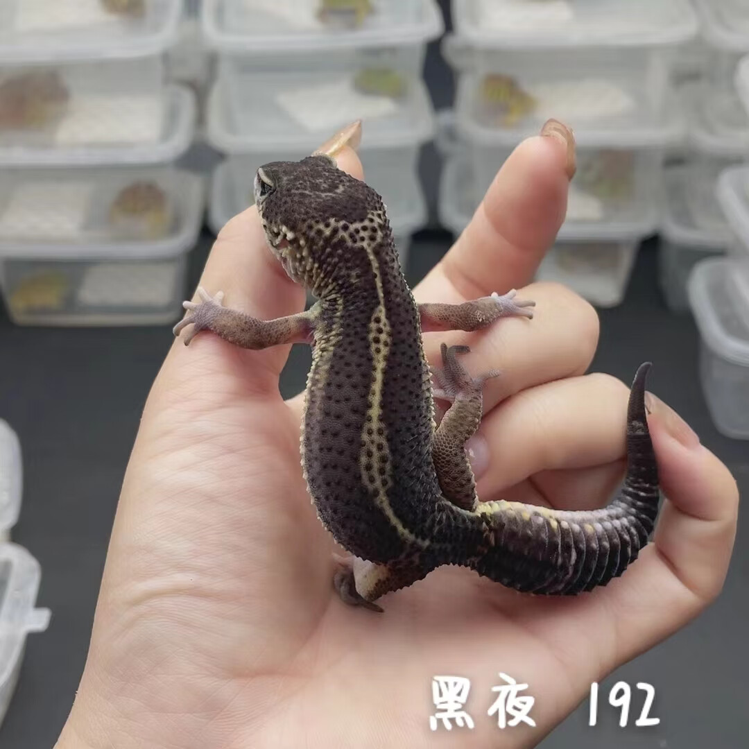 可爱小苗亚成好养黑夜豹纹守宫宠物肥尾入门 黑夜192