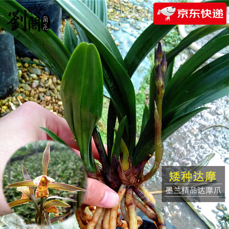 劉閣蘭花兰花好养盆栽花卉盆景 矮种青叶 精品达摩爪 冬带香花出售兰花苗 3苗连体裸根