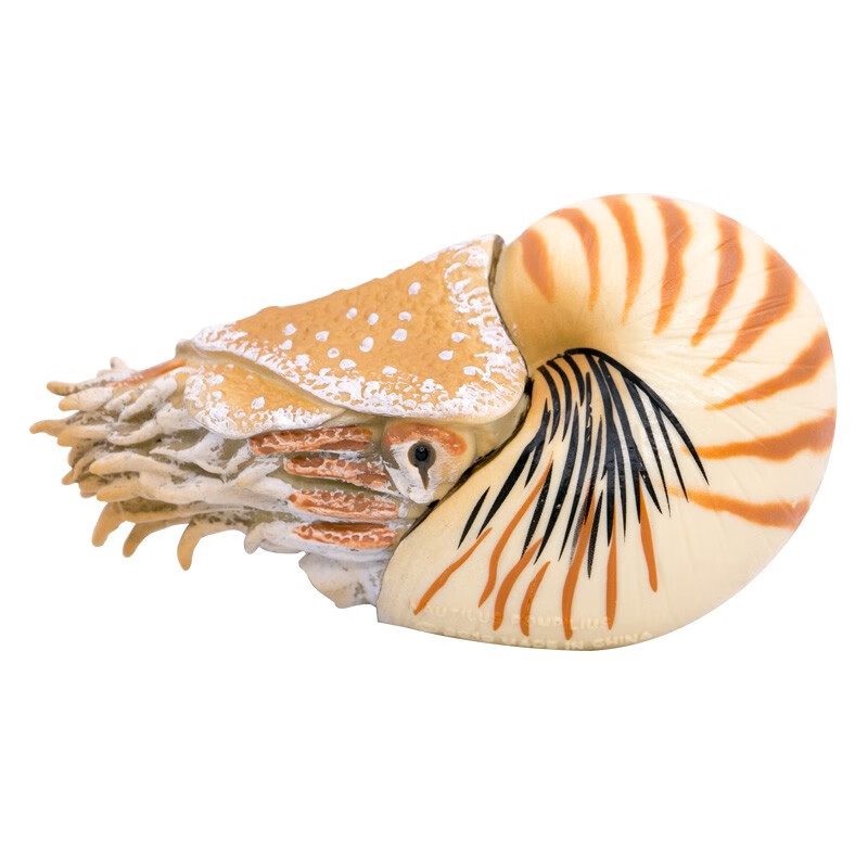 2020新品 英国collecta仿真动物模型 远古海洋生物 贝壳类 鹦鹉螺