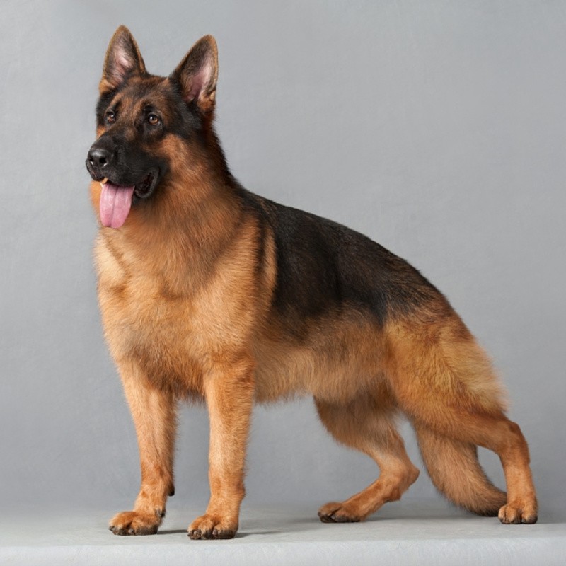 【180天保障】纯种德牧幼犬  弓背牧羊犬德牧 警犬德牧犬 黑背狼狗
