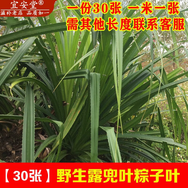30张 露兜树叶 新鲜假菠萝叶子 露兜叶 野菠萝叶 勒古叶 粽子叶 一米