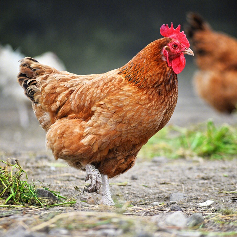 筱诺 土鸡三黄鸡走地鸡整只 700g/只 鸡肉生鲜 3只装