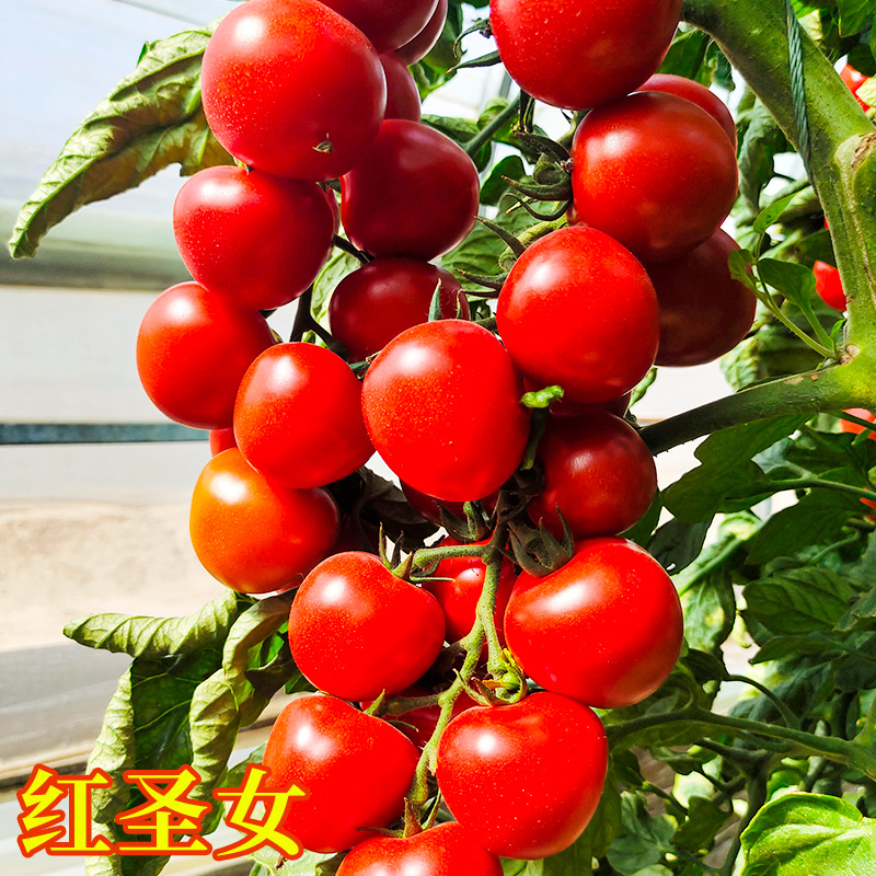 蔬泰乐 蔬菜苗辣椒番茄西红柿黄瓜茄子苦瓜豆角丝瓜秋葵 红圣女苗6棵