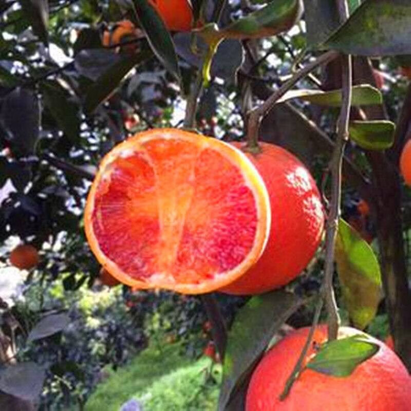 柠檬树苗带花水果苗盆栽绿植室内阳台庭院植物当年结果 新品种:红柠檬