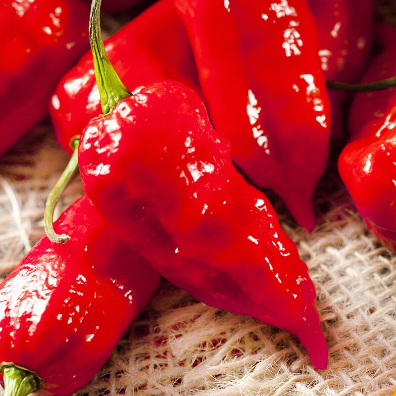 寿禾 印度魔鬼辣椒种子特辣死神辣椒黄灯笼红色蔬菜家庭种植魔辣秧苗