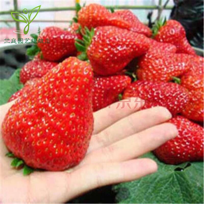 盆栽地栽草莓苗嫁接果树苗奶油草莓盆栽苗四季结果全国适宜 天香草莓