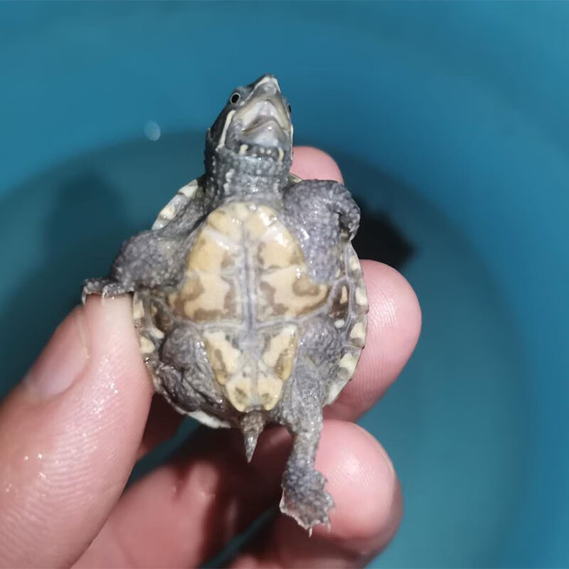 少羽剃刀龟苗入门蛋龟深水龟小乌龟活体物公母 3-4厘米 全品