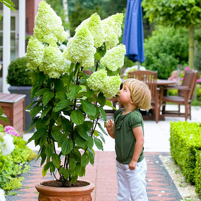庭院别墅圆锥绣球花苗香草草莓石灰灯盆栽木本耐寒花卉植物四季花