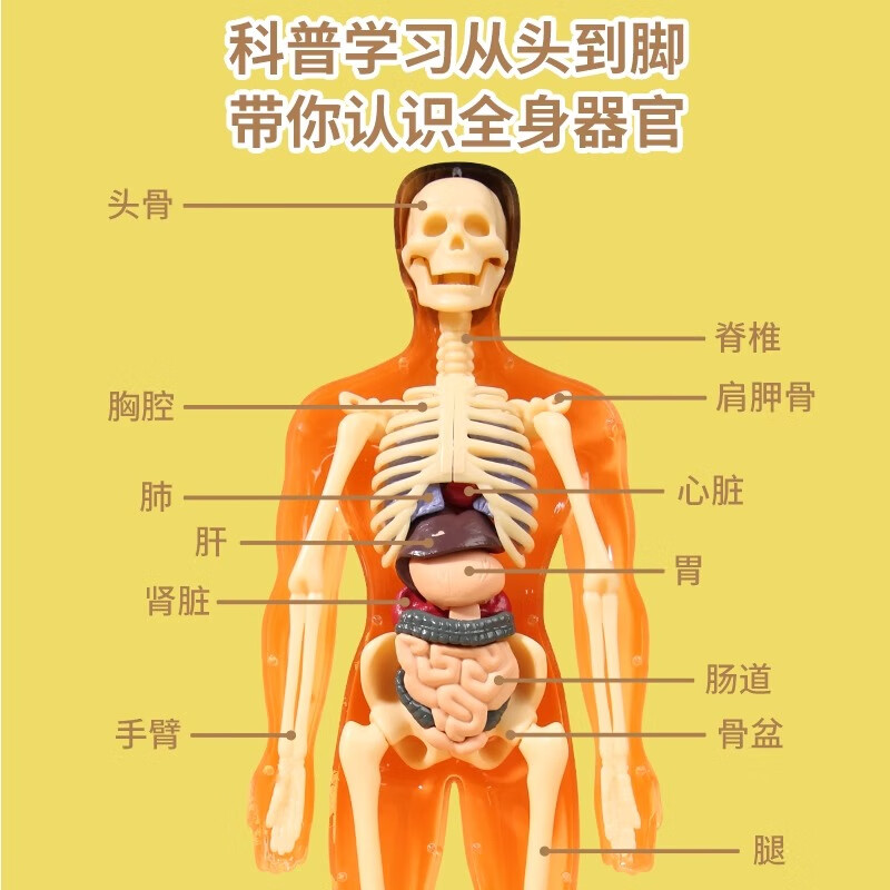 人体结构模型医学仿真生物可拆卸拼装人体模型结构全身骨骼器官3d骨架医学解剖仿真儿童玩具 全透明28·cm人体模型身体+内脏