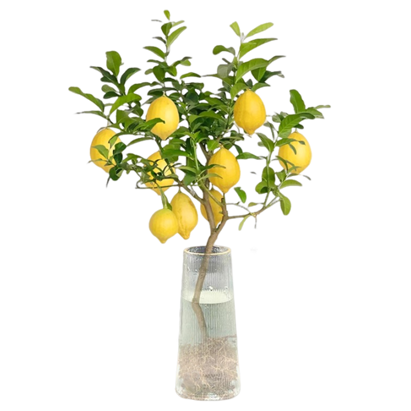 ���ڲ���������ˮ��ֲ����ˮ���������Ի������ڻ���ʳ�ð칫�������ﶬ������ֲ ����ֲ��-��ˮ����1��+Ӫ��Һ