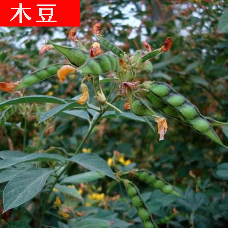 畷园 木豆种籽树种子观音豆 鸽豆 柳豆 豆蓉 树豆 树黄豆种子 新采