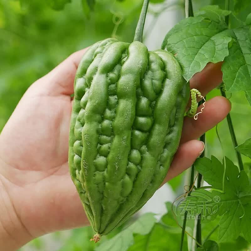 大顶苦瓜种子种籽苗盆栽蔬菜秧苗南方种带土四季春季秧春天孑菜苗