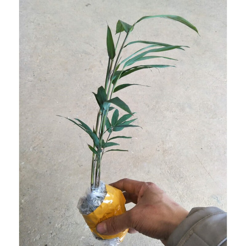 植果缘四方竹苗食用冬笋苗耐寒植物大竹笋子苗好养盆地栽绿化造型庭院