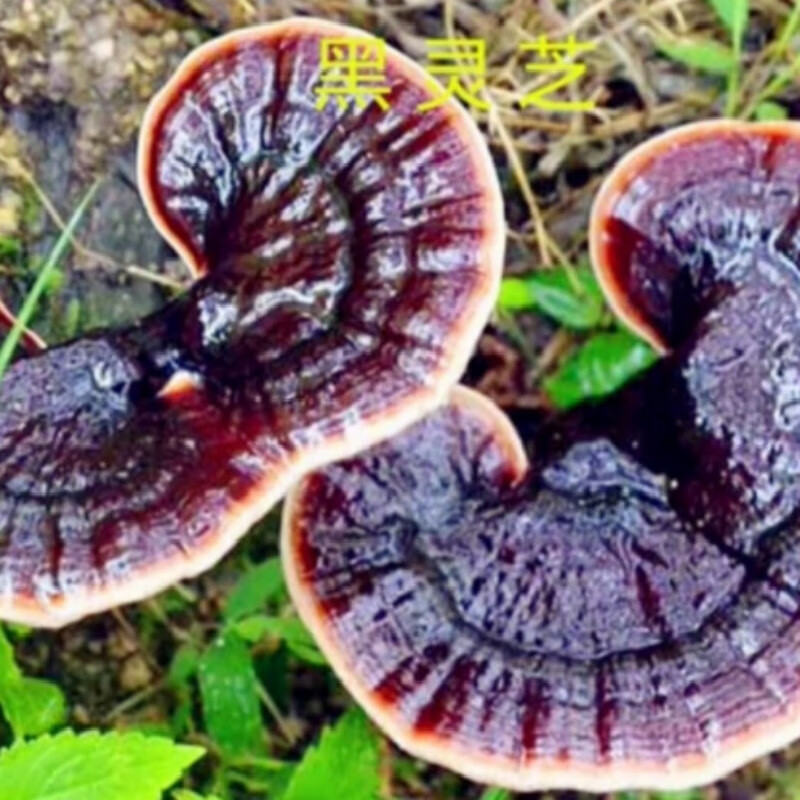 晗畅 黑灵芝菌种 种在树上的黑灵芝韩芝菌种椴木黑灵芝菌种木头打孔用
