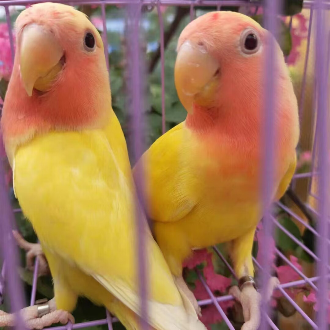 牡丹鹦鹉活鸟鸟亲人黏人好上手活泼听话好养活手养鹦鹉 黄桃一只(23月