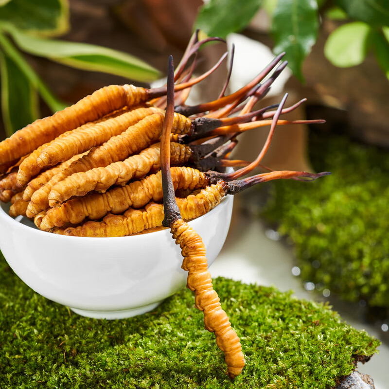 怀慈堂 新鲜冬虫夏草鲜虫草滋补送礼自用佳品头期虫草 新鲜虫草0.