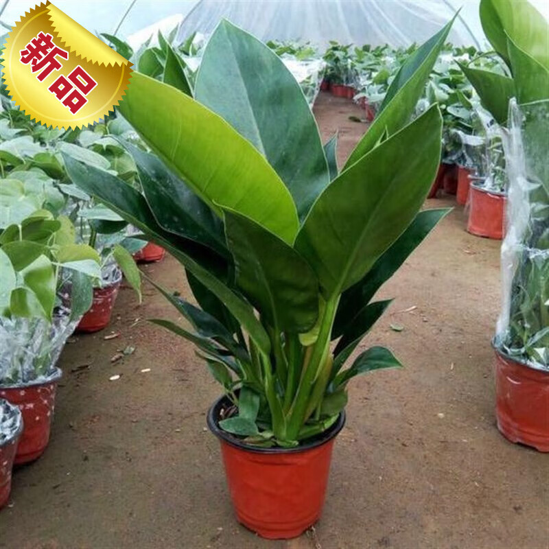约巢苗盆栽植物大盆金钻鹤望兰大型绿植客厅室内四季长青花卉 四季
