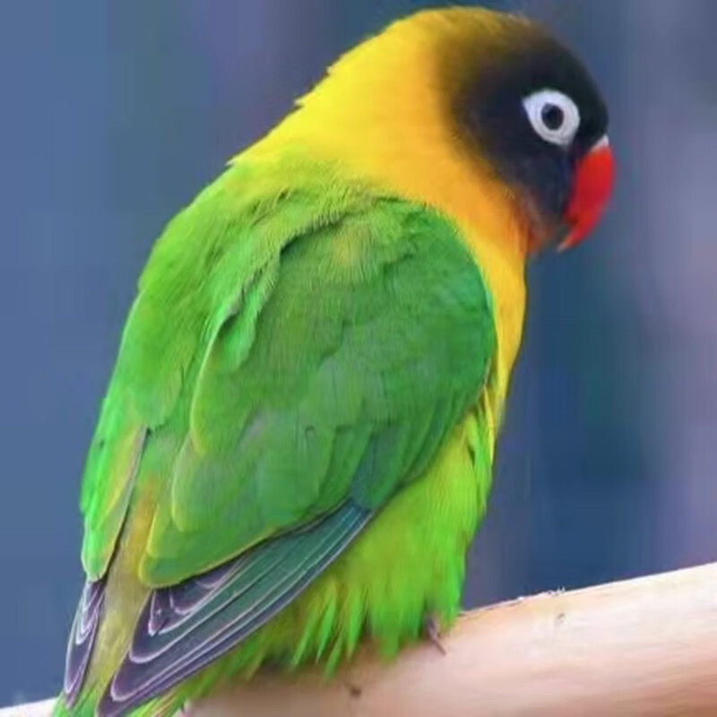 豪蚨牡丹鹦鹉鸟鹦鹉活体宠物观赏鸟活体小鸟中型宠物鹦鹉活鸟桃脸豪蚨