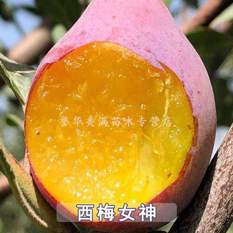 澈之畅西梅树苗嫁接特大法兰西西梅女神庭院南北方种植当年结果果树