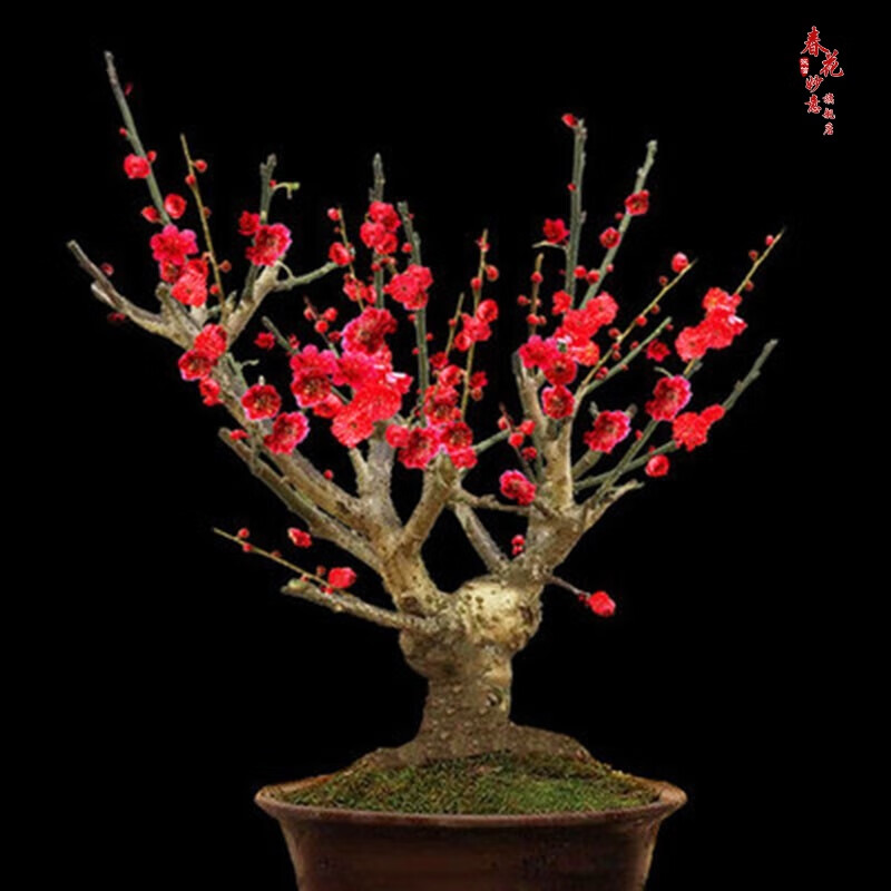 原生盆栽地栽红梅绿梅梅花老桩盆景庭院植物梅花盆栽梅花树耐寒植物冬天开花 5年红梅盆景苗 不含盆使用感如何?