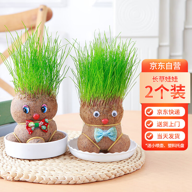 九月生 长草娃娃植物盆栽水培小草人种植草头娃娃创意桌面绿植头上长草