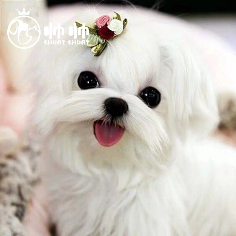 北京帅帅名宠 马尔济斯犬 幼崽活体 宠物狗狗活体狗纯白长毛小型茶杯