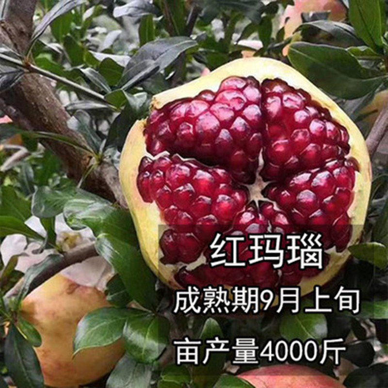 树树苗南方种植四季庭院果树果苗当年结果特大阳台石榴树盆栽 红玛瑙