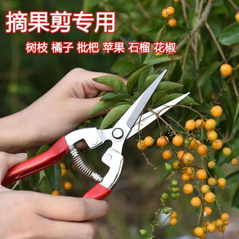 萌肉居采摘剪刀不锈钢修枝剪园艺剪刀疏花疏果剪长嘴葡萄剪刀/摘果剪1