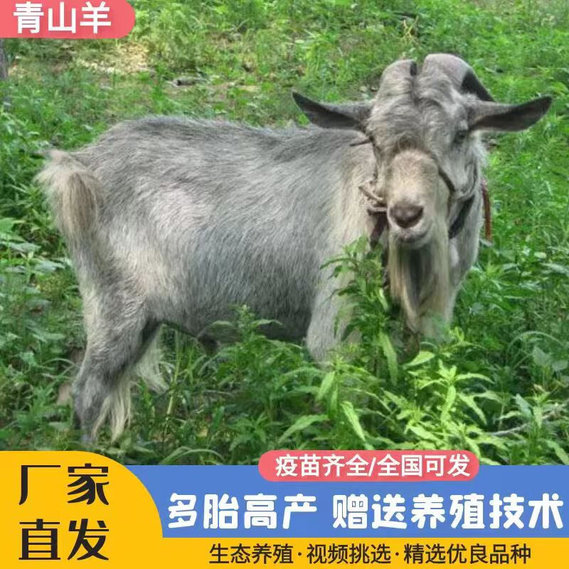纯种青山羊活羊小羊羔头胎怀孕母羊青年配种公羊大型种公羊活苗