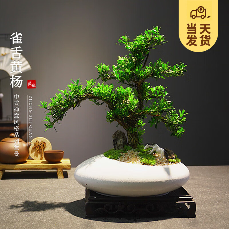 开时果 老桩雀舌黄杨飘枝造型盆栽 办公室内微景观常青绿植源头直发