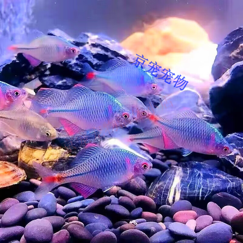采缇(caiti)鳑鲏鱼观赏鱼冷水鱼原生鱼七彩旁皮鱼高体旁皮活体 4-5cm
