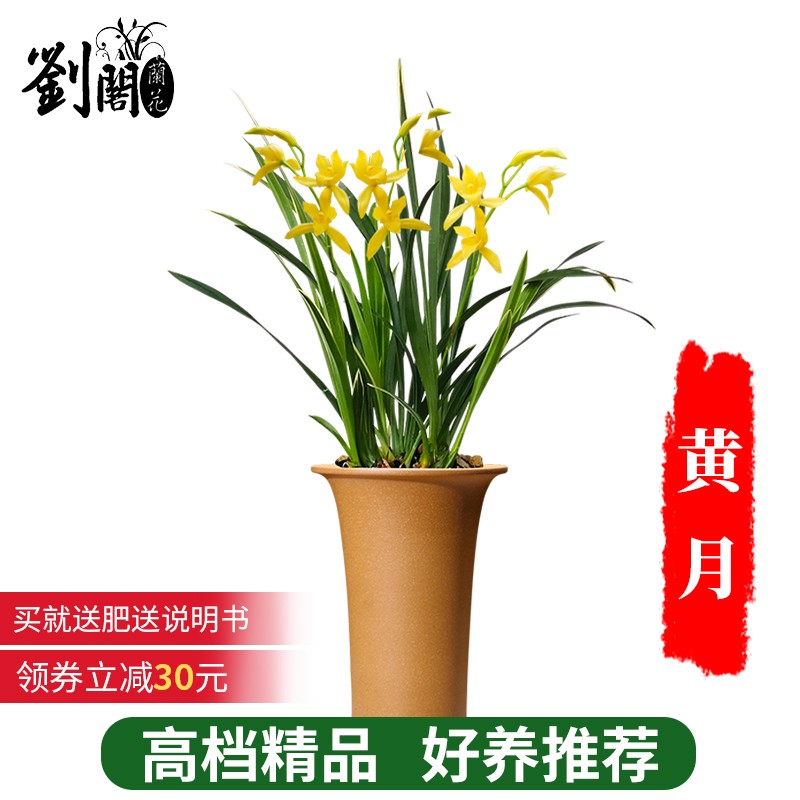 劉閣蘭花建兰四季兰花苗十里桃花 夏带浓香花苞出售 有香味的花卉绿植盆栽 金边黄月2苗连体裸根