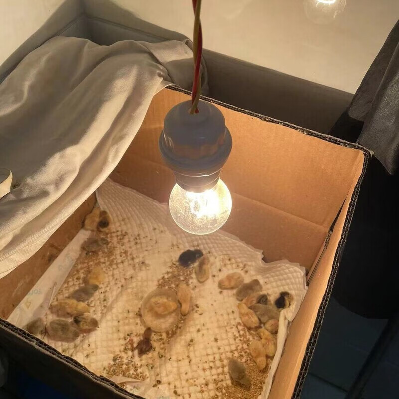 小鸡保温陶瓷育雏灯头耐高温育雏箱鸡鸭鹅养殖设备保温箱芦丁鸡 1米